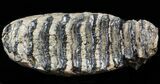Rare Fossil Palaeoloxodon M Molar - Germany #45361-3
